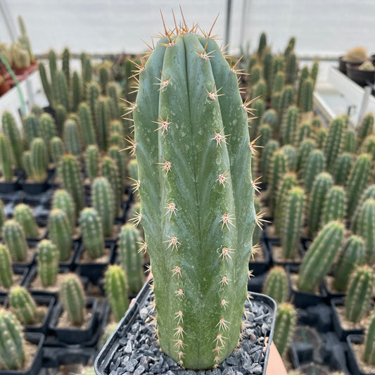 Trichocereus macrogonus subesp. pachanoi (Echinopsis pachanoi) " Cactus San Pedro"