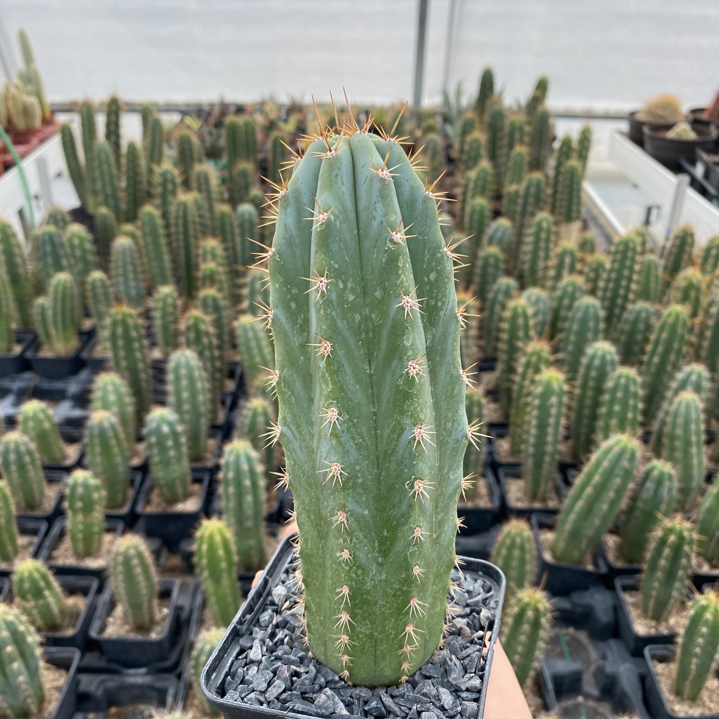 Trichocereus macrogonus subsp. pachanoi (Echinopsis pachanoi) "San Pedro Cactus"