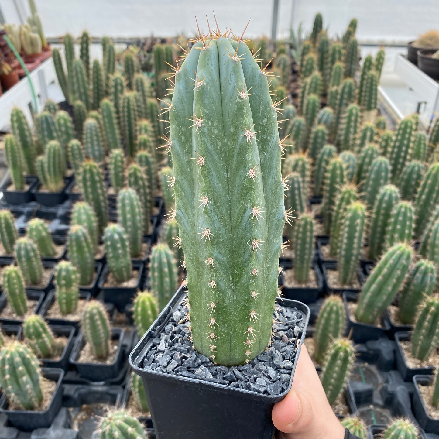 Trichocereus macrogonus subesp. pachanoi (Echinopsis pachanoi) " Cactus San Pedro"