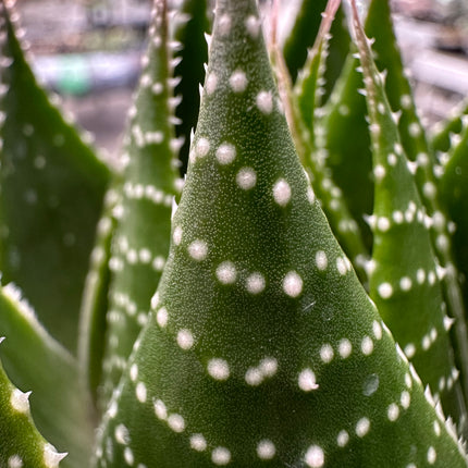 Aloe 'Cosmo'