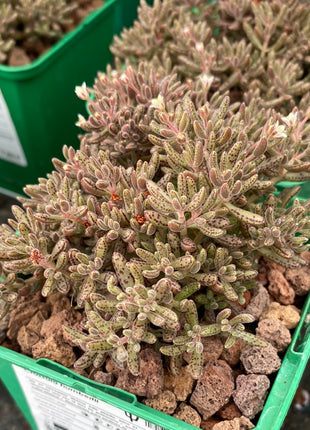 Crassula humbertii