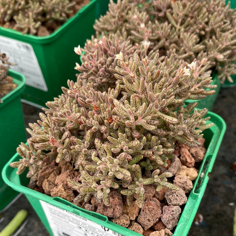 Crassula humbertii