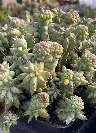 *Euphorbia horrida* f. *monstruosa*