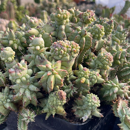 Euphorbia horrida monstruosa