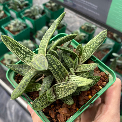 Gasteria cv. little warty