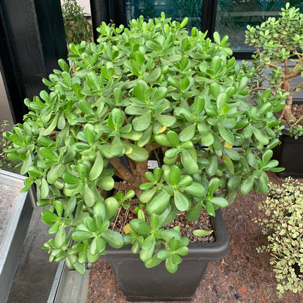 Crassula ovata