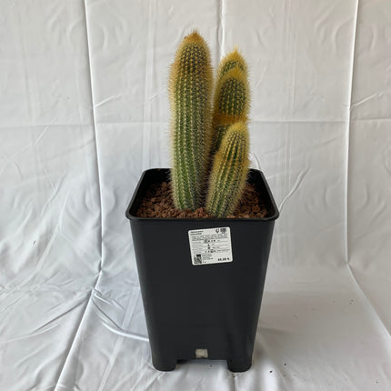 Pilosocereus chrysostele