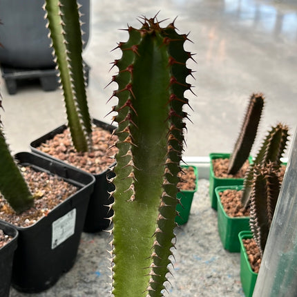 Euphorbia canariensis