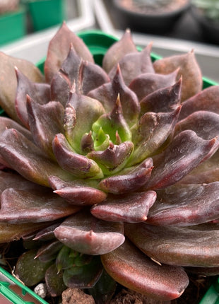 Echeveria `Super Bowl´