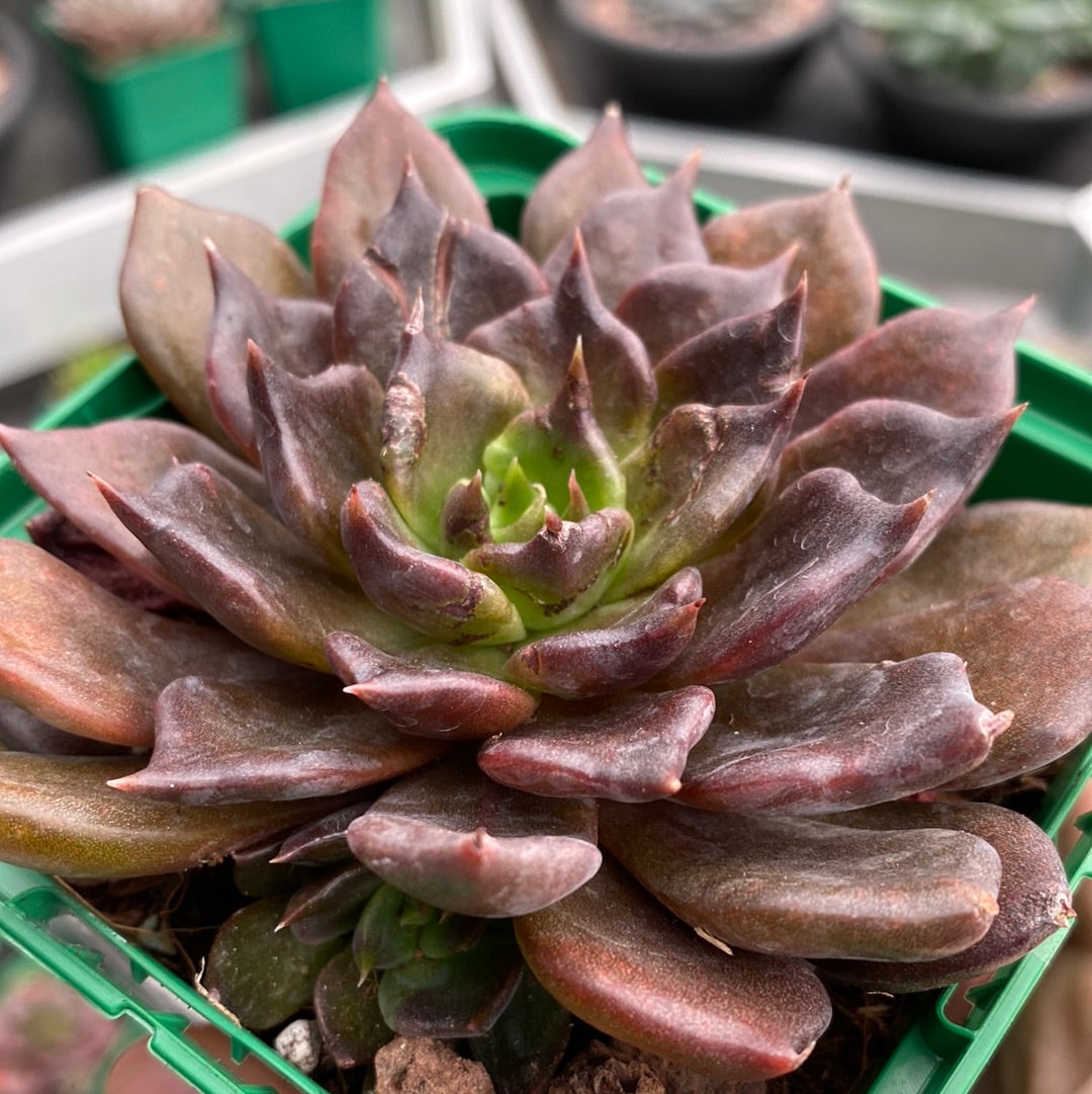 Echeveria 'Black Prince'