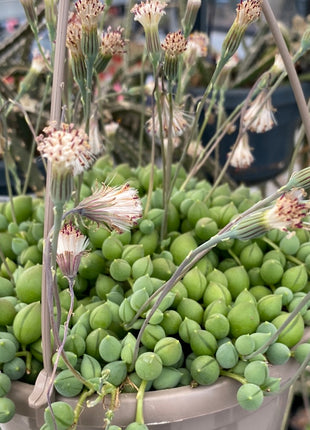 Curio rowleyanus “Rosario” (Ex. Senecio rowleyanus)