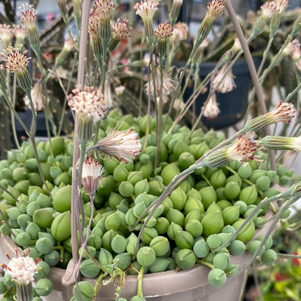 Curio rowleyanus “Rosario” (Ex. Senecio rowleyanus)