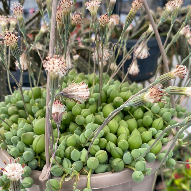 Curio rowleyanus “Rosario” (Ex. Senecio rowleyanus)