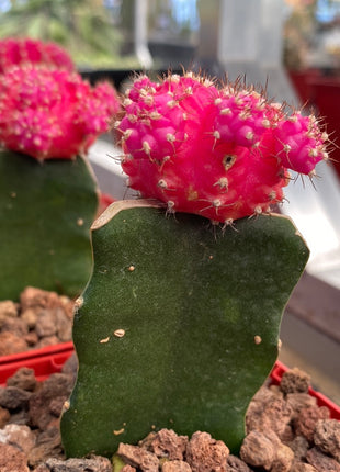 Grafted Gymnocalycium mihanovichii