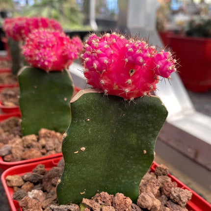 Grafted Gymnocalycium mihanovichii