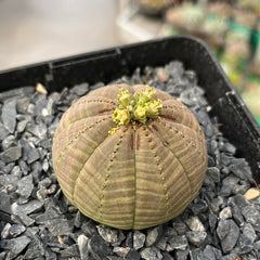 Collection image for: EUPHORBIA