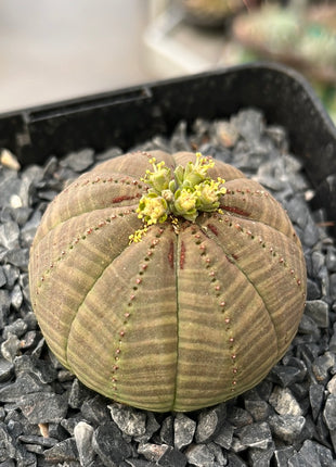 Euphorbia fettleibig ♀ &amp; ♂