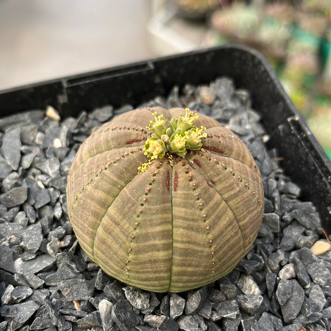 Euphorbia obesa  ♀ & ♂