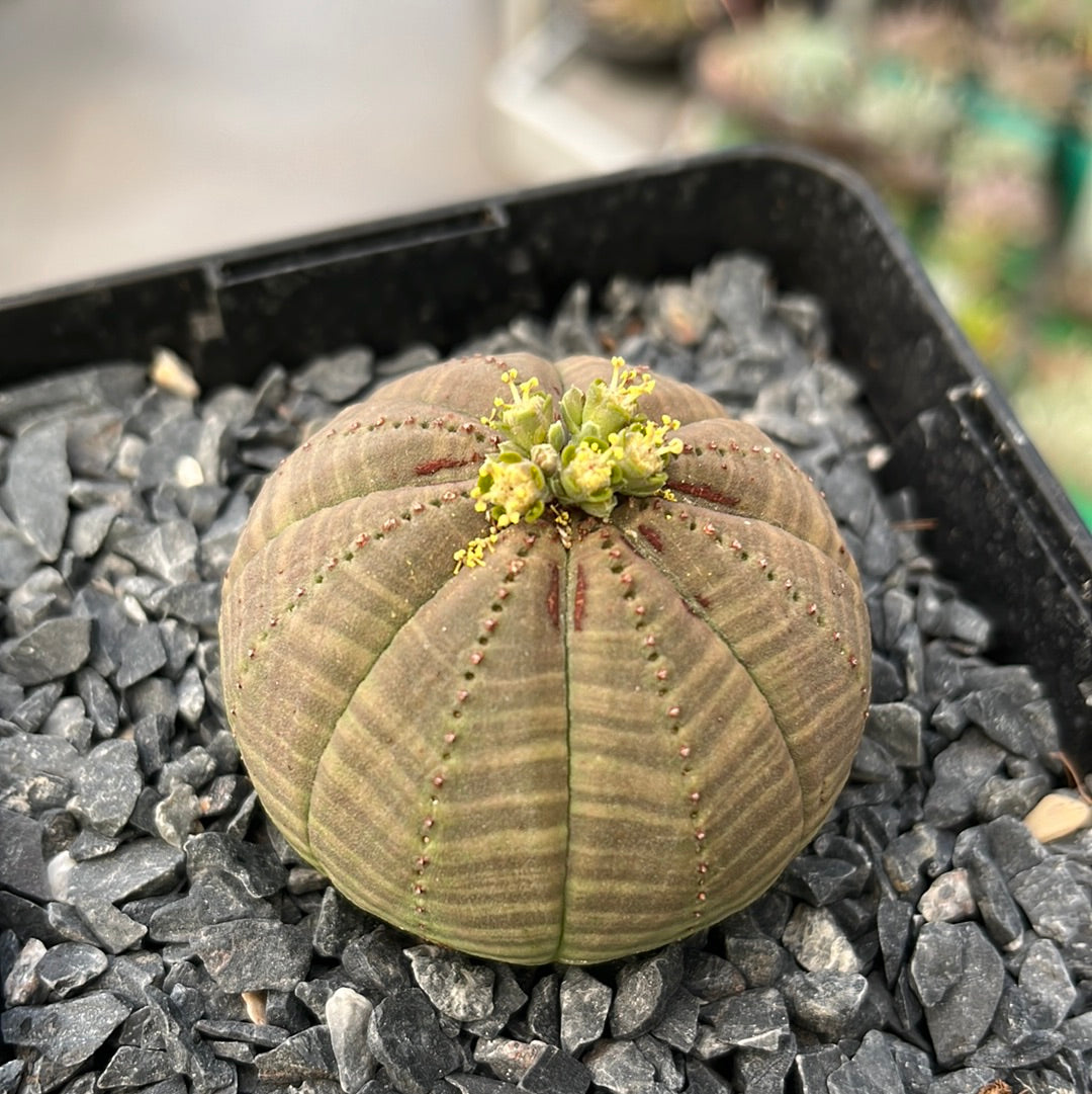 Euphorbia obesa  ♀ & ♂