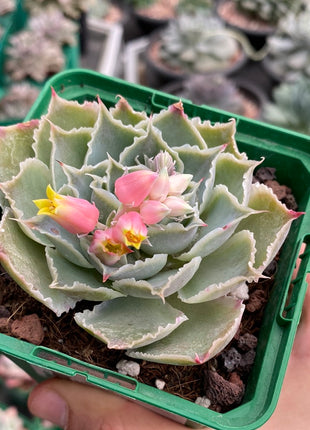 Echeveria simulans ´Laguna Sanchez´