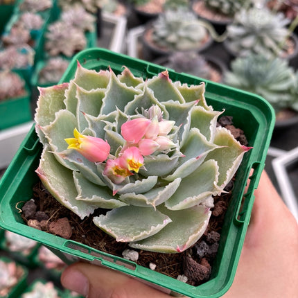 Echeveria simulans ´Laguna Sanchez´