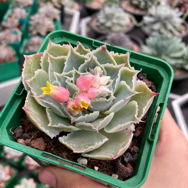 Echeveria simulans ´Laguna Sanchez´