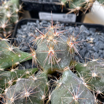 Corynopuntia invicta