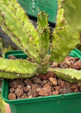 Euphorbia buruana