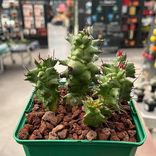 Monströse Euphorbia horrida