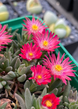 Delosperma deschampsii