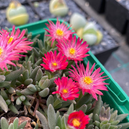 Delosperma deschampsii