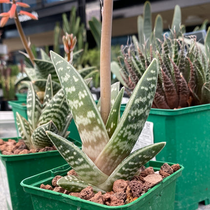 Gonialoe variegata