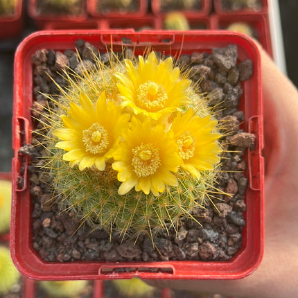 Acanthocephala haselbergii subsp. graessneri