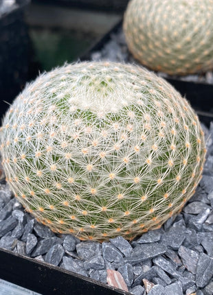 langsame Mammillaria