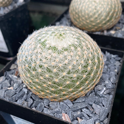 Mammillaria lenta