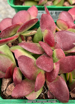 Crassula nudicalis platyphylla