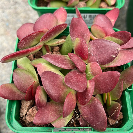 Crassula nudicalis platyphylla