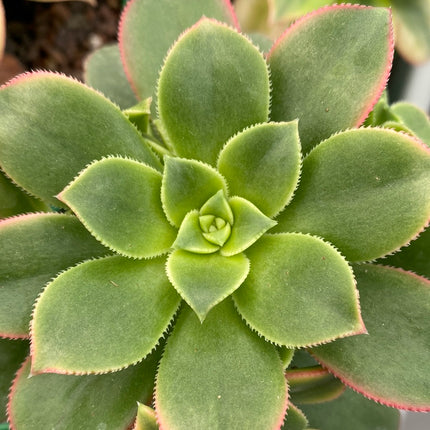 Aeonium haworthii "kiwi"