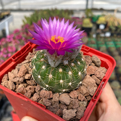 Notocactus uebelmannianus