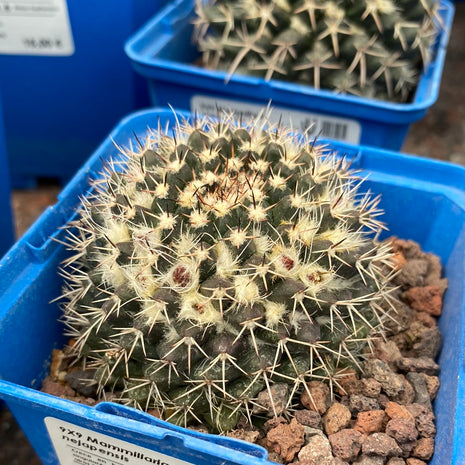 Mammillaria compressa