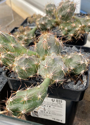 Corynopuntia invicta