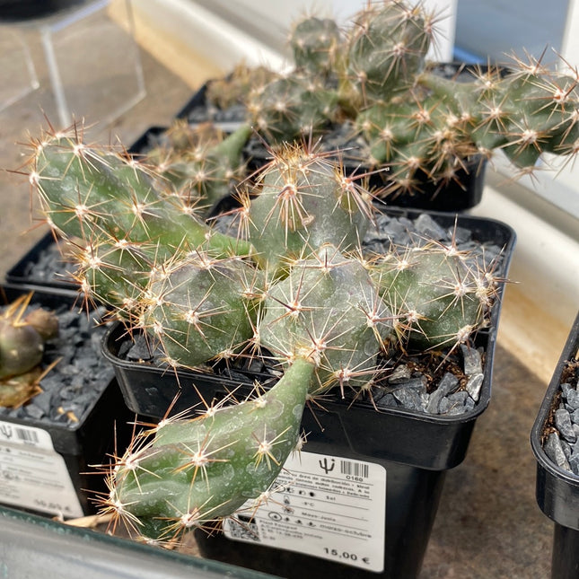 Corynopuntia invicta