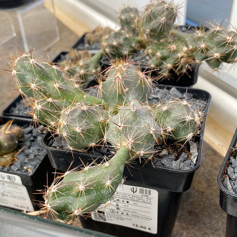 Corynopuntia invicta