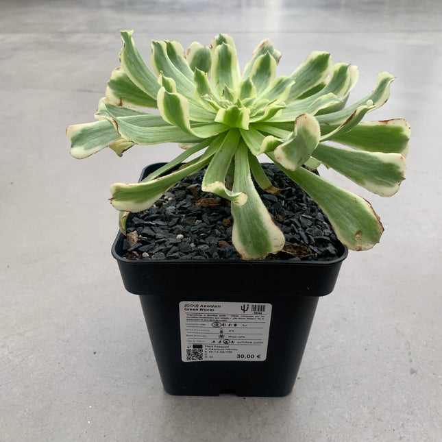 Aeonium Green Waves