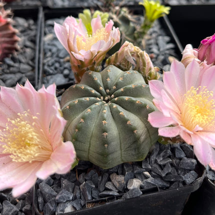 Echinocereus pulchellus