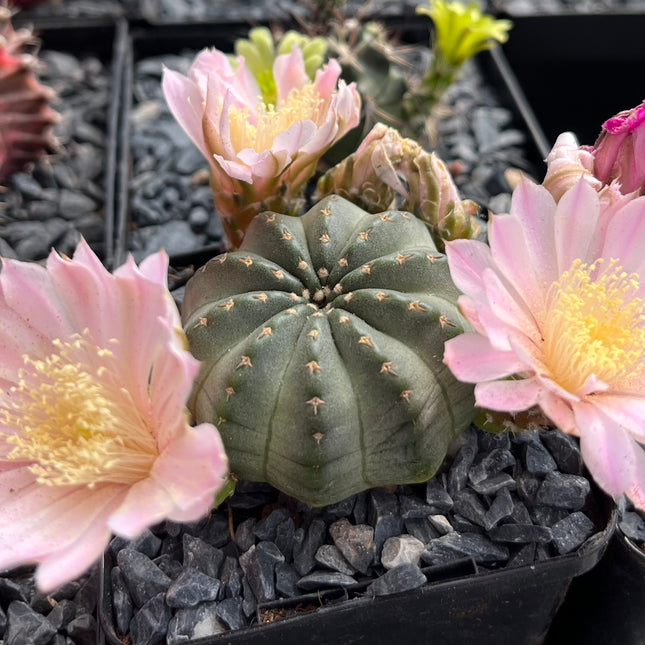 Echinocereus pulchellus