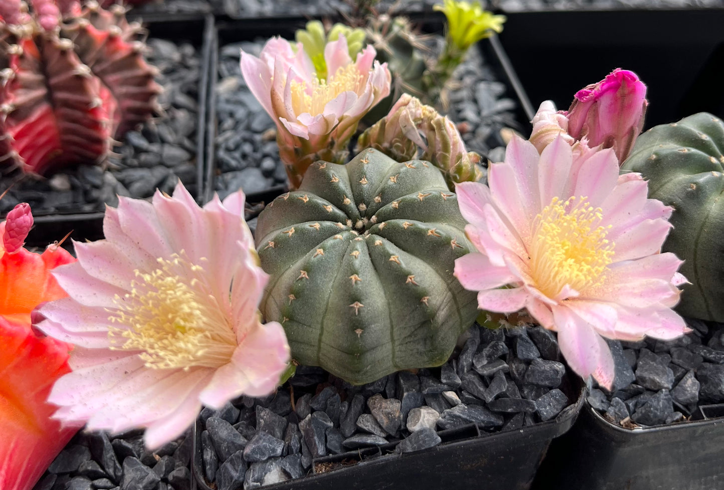 Echinocereus pulchellus