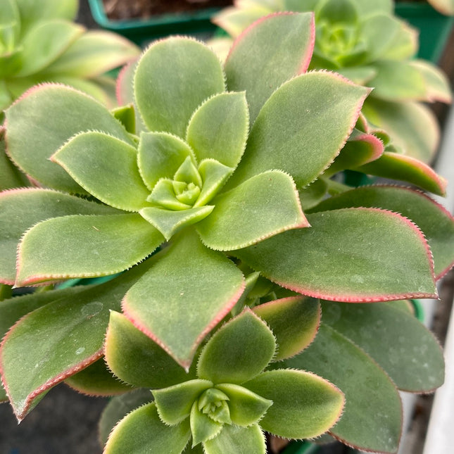 Aeonium haworthii "kiwi"