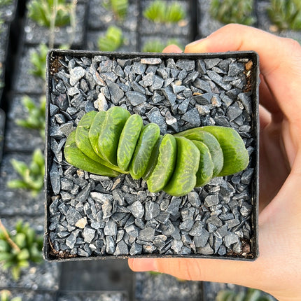 Haworthia truncata cv. lime green