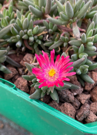 Delosperma deschampsii